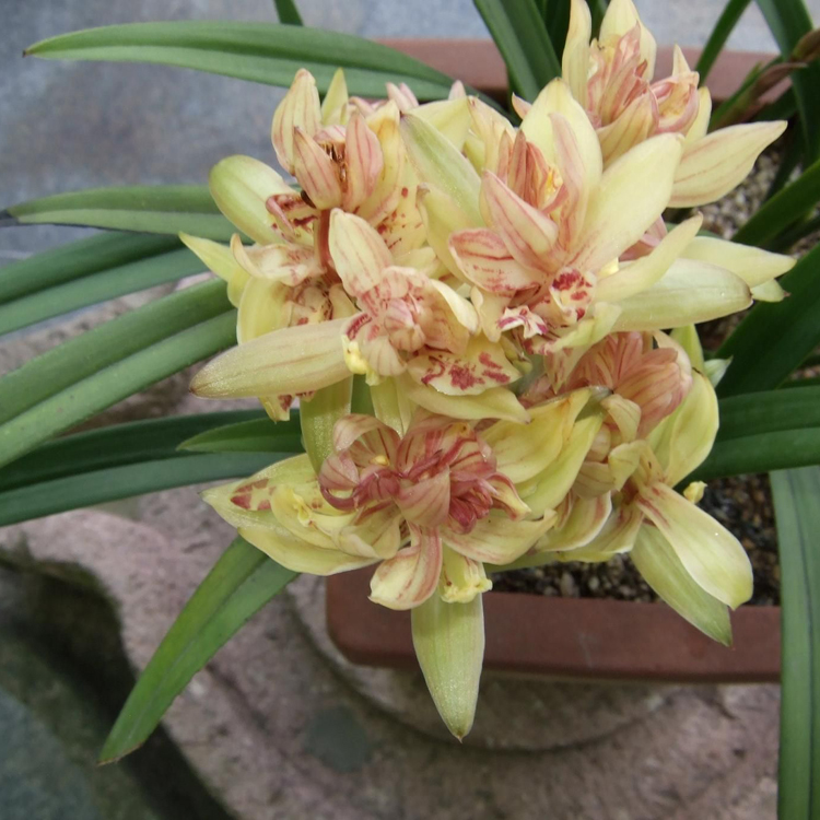 建兰富山奇蝶是多瓣奇花之首,花色艳丽,瓣型完美,新手入门首选