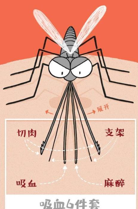 蚊子怕的竟不是蚊香?教你一个窍门,晚上整夜安睡