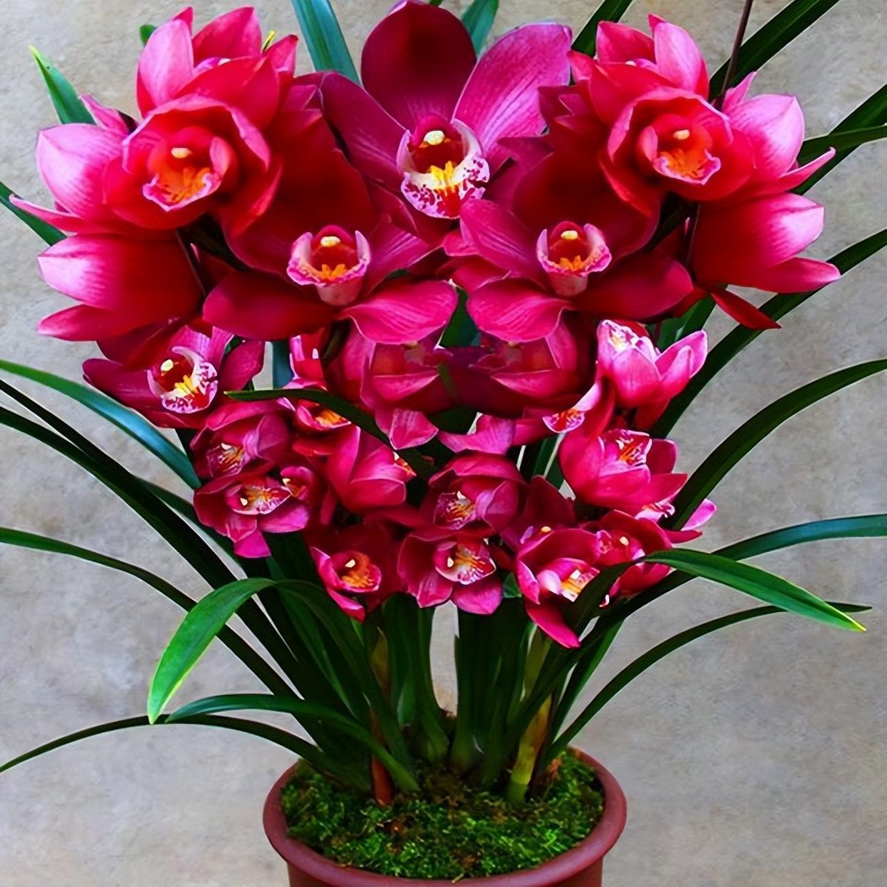 公认好养的兰花"大将军",适合养在客厅,生机勃勃,高雅又大气