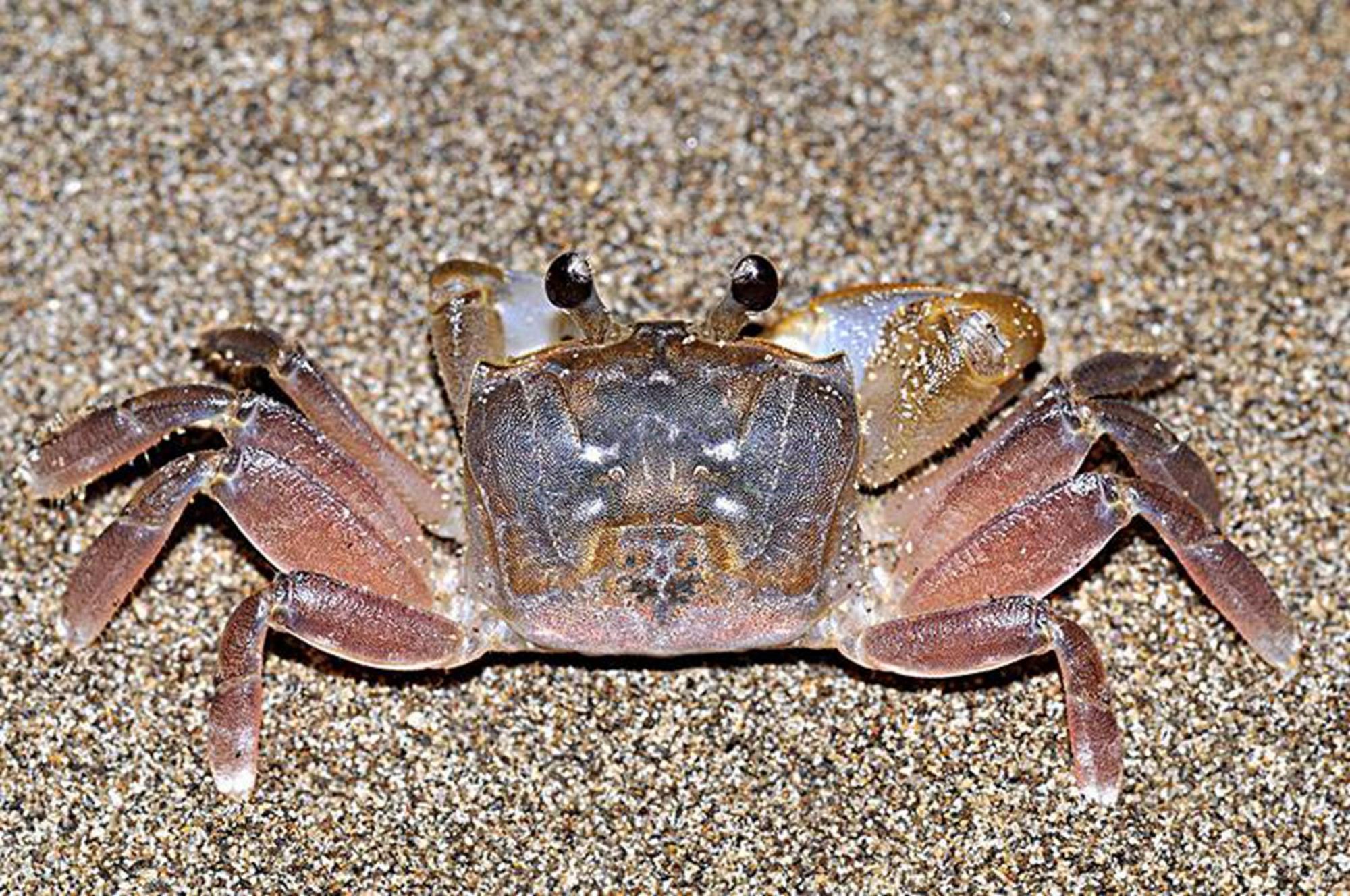 沙蟹可以用淡水养吗?它和别的水生宠物不一样