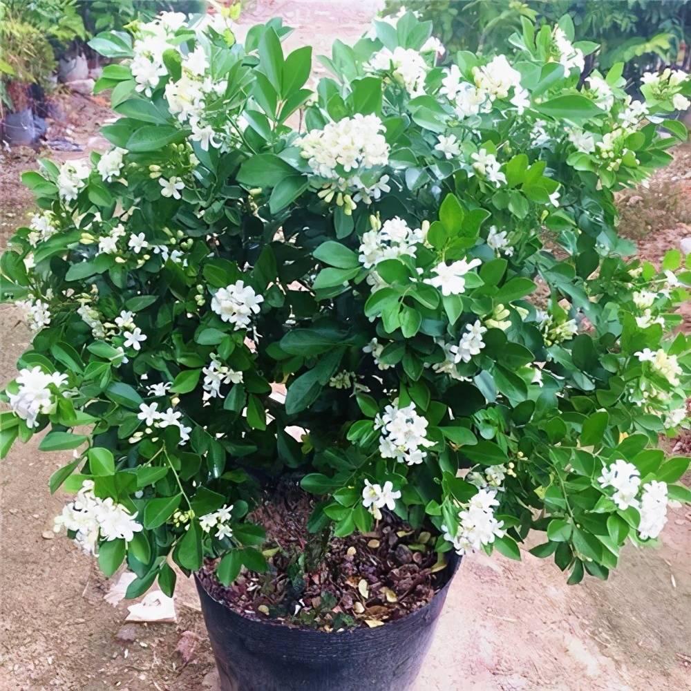 九里香花期多长(九里香的花期是几月份)