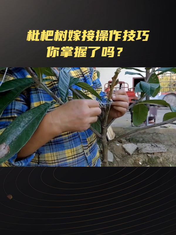 枇杷树嫁接技巧大公开,这样做才能提高成功率!