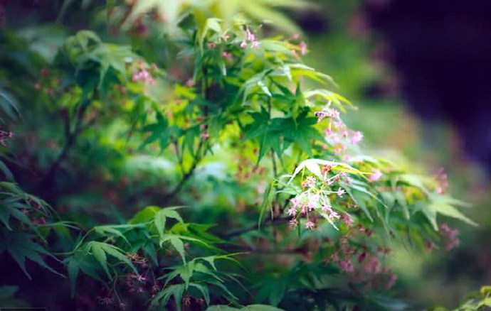 吴文英：宋词三百首中他的词所选最多，为何少有人能背诵他一首词