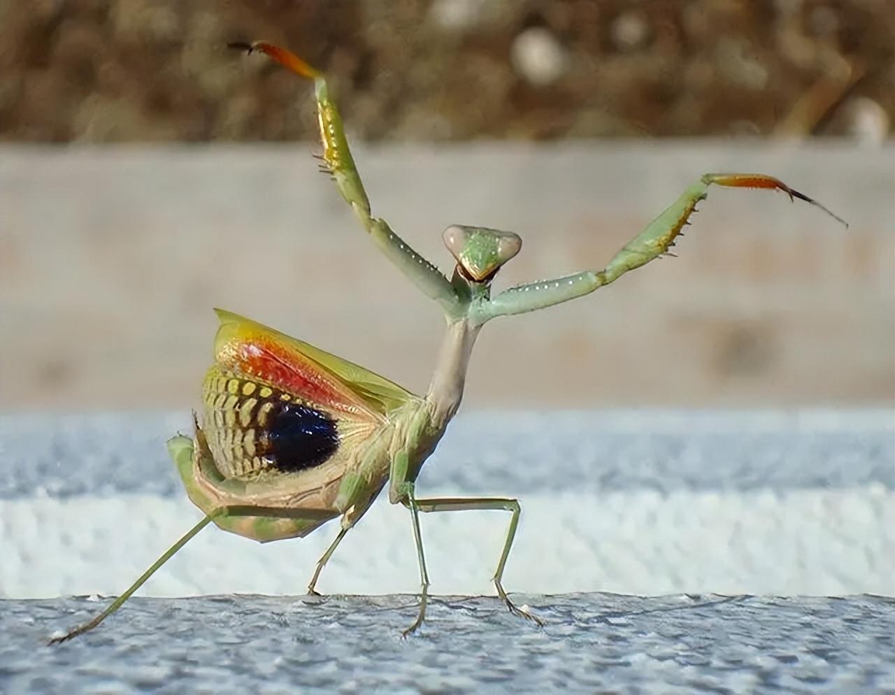 中华大刀螳螂,一种体型较大的螳螂,它那特殊的外形和独特的捕食方式