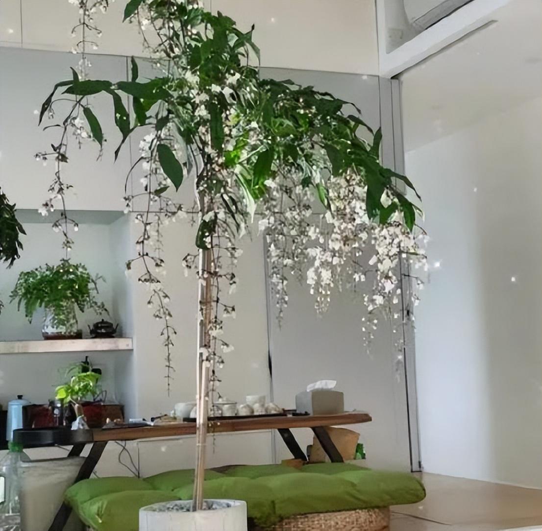 网红盆栽——"垂丝茉莉",花如群蝶飞舞,香气四溢,值得养护