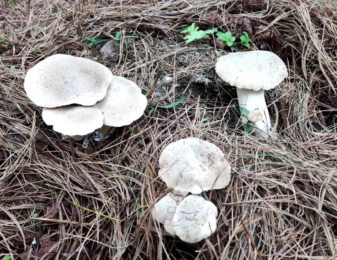 越西:推广高原雪蘑(菇)种植 拓宽群众增收致富路