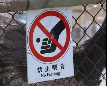 重庆男子猛兽区违规投喂,车窗险些熊掰断,私自投喂有多危险?