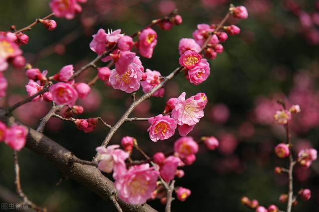 梅花扦插成活率低?掌握嫁接繁殖方法,苗壯成活率高