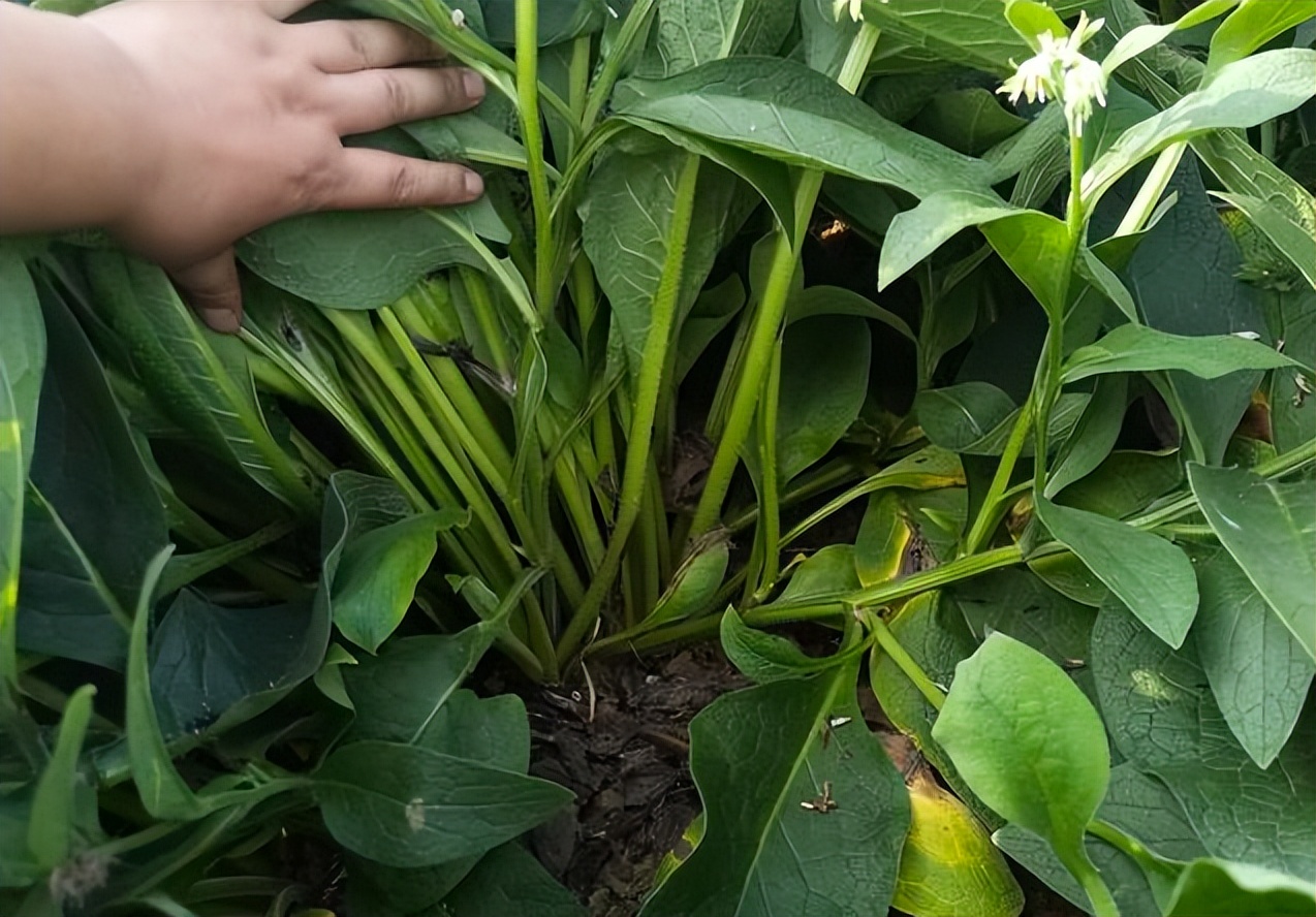 人称饲草之王的俄罗斯饲料菜,零下40度冻不死,为高蛋白牧草