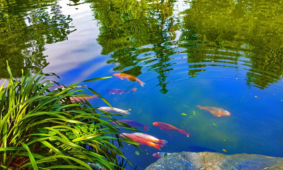 心理测试:下面哪个池塘的水清,测试你内心深处最想要的是什么?