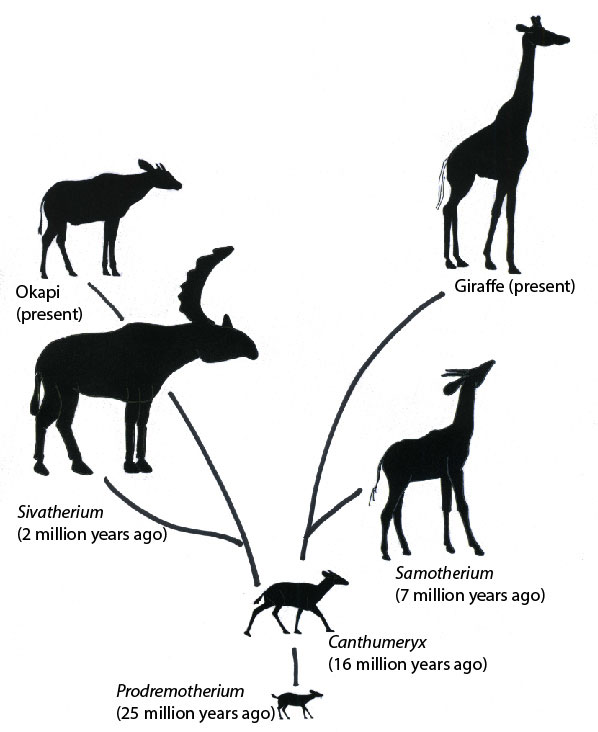 长颈鹿的祖先进化图图片