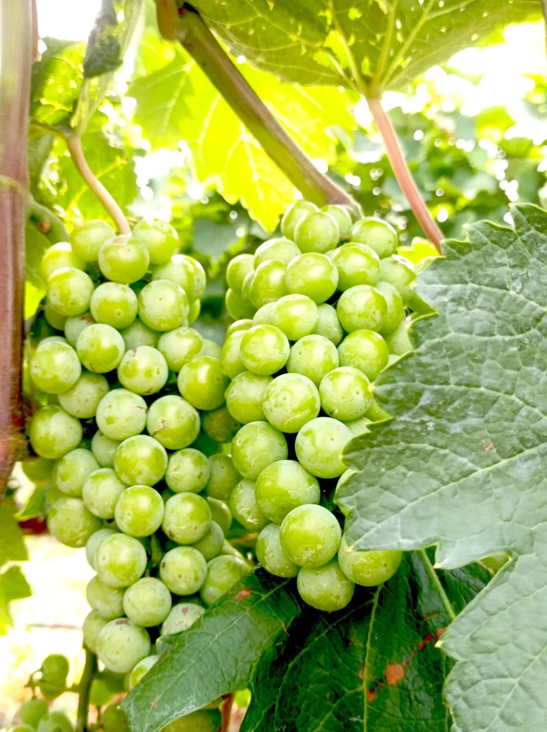 待到葡萄成熟时,一起相约凤凰谷