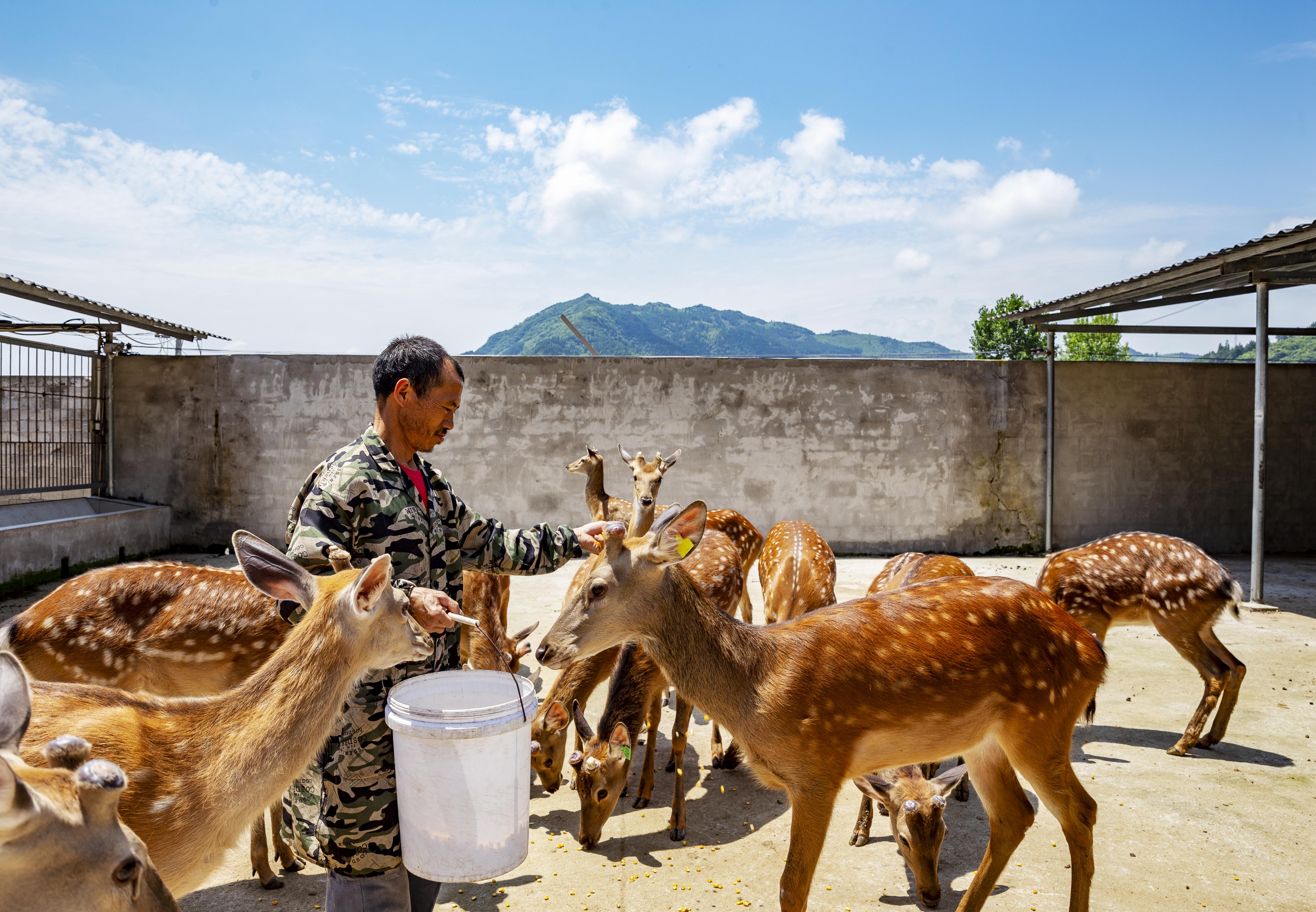 贵州江口:梅花鹿养殖助农增收(4)