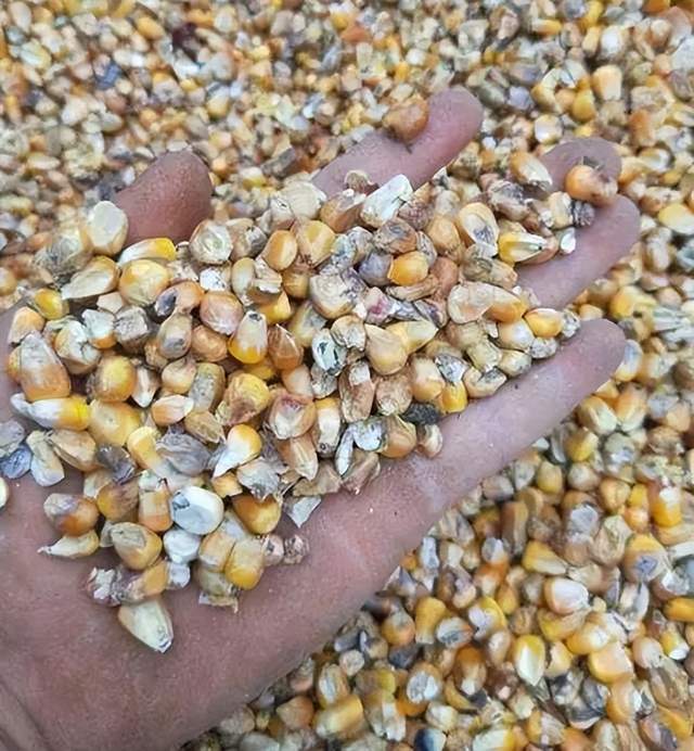 高温天气饲料中霉菌毒素对蛋鸡造成的影响,养鸡人一定要知道!