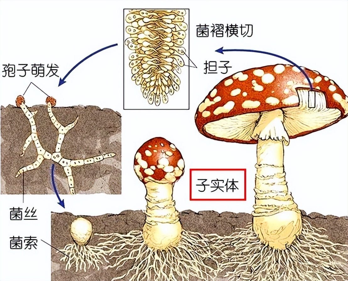 猴头菇结构图片