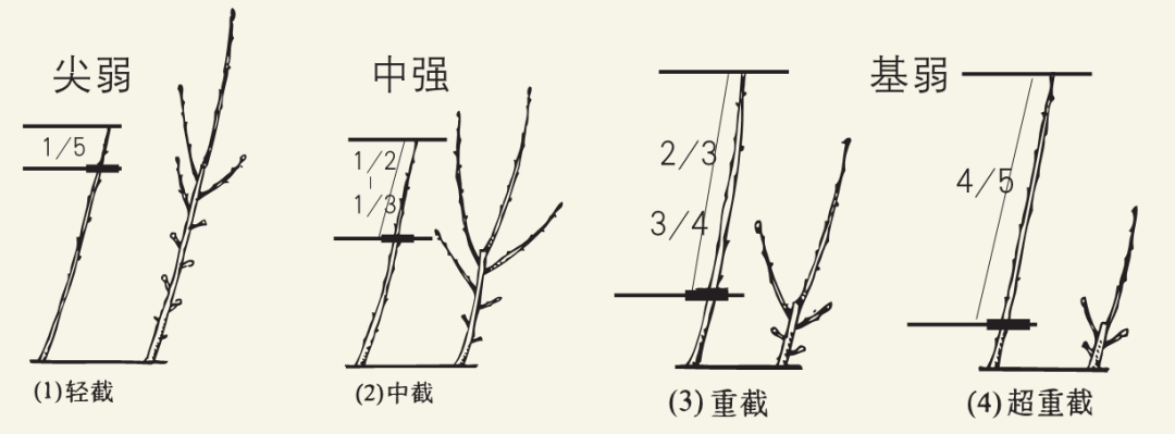 最全柑橘整形修剪技术