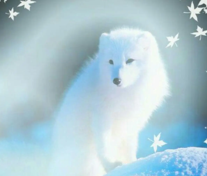 回顾:四川男子救下受伤狐狸,放归一年竟拦路威胁,一举动救下全家