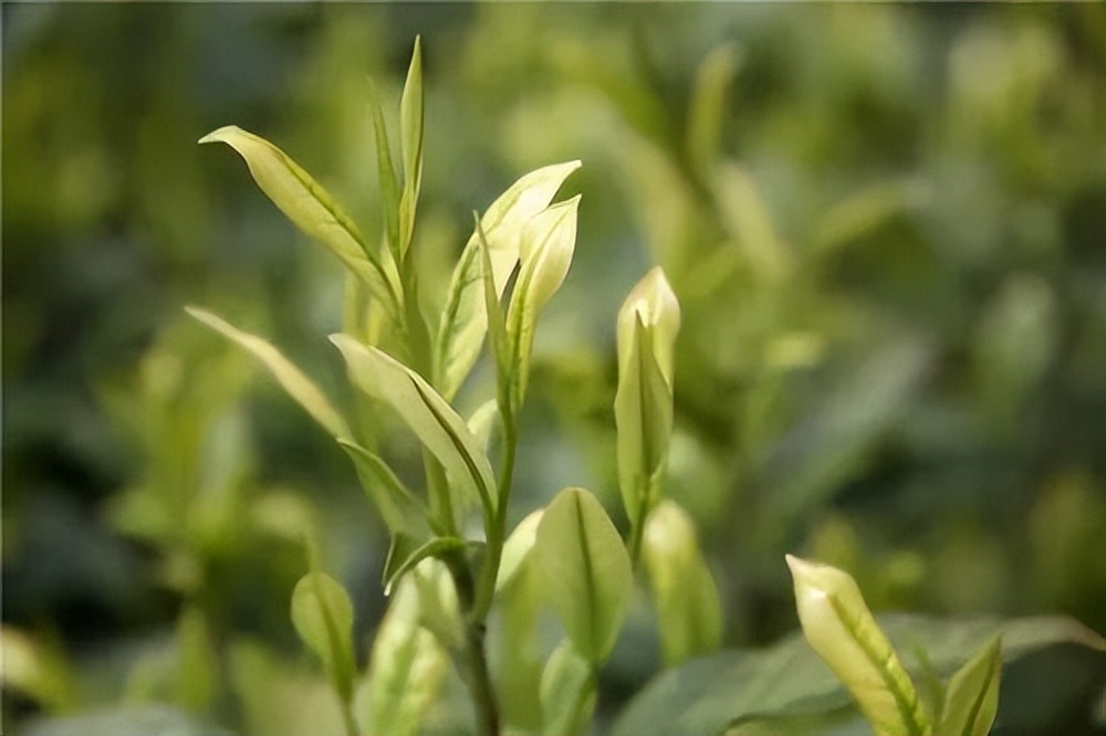 黄茶|黄大茶 广东大叶青——叶大梗长的锅耙香