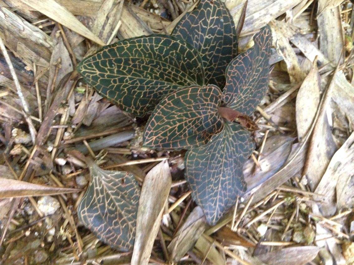 发现国家二级保护植物金线莲,曾经卖到20000元一公斤,认识一下