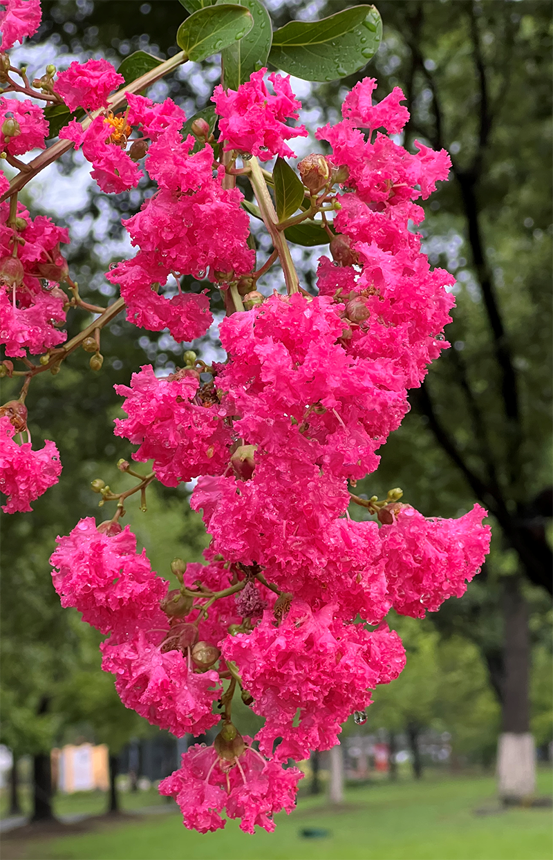 紫薇花