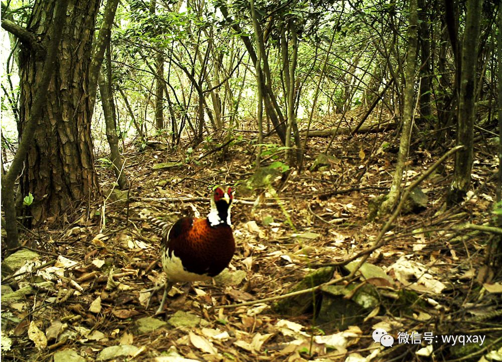 推荐|云南保山拍到珍稀野生动物云猫，正脸照曝光！网友：像豹子也像猫咪