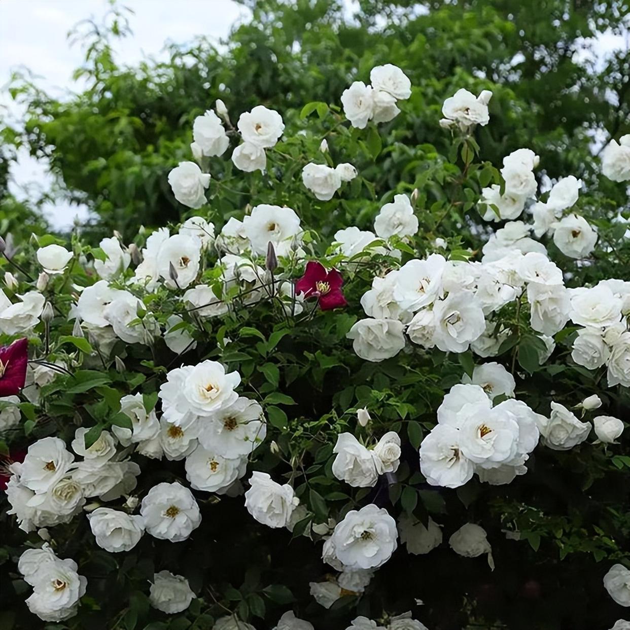 藤冰山月季花期图片