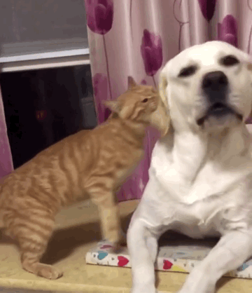 很多害狗养法,很多人都做过,小编用心整理出了以下几