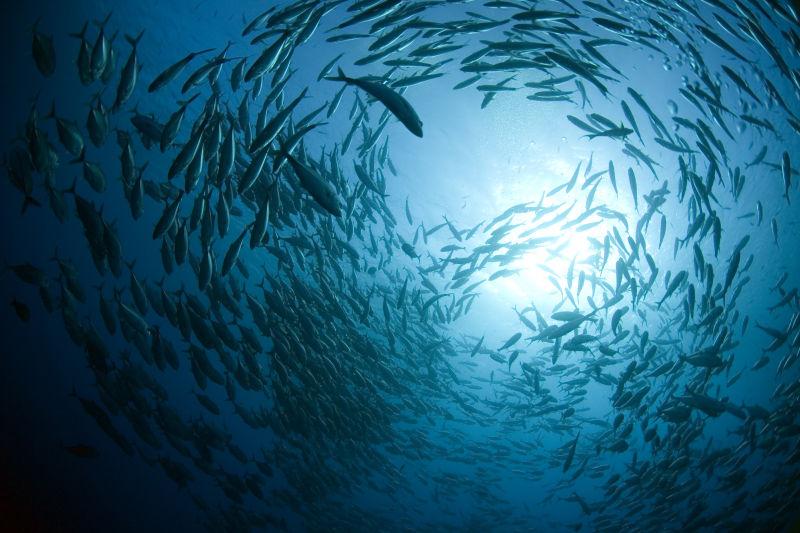 辽宁舰出海时,为什么后面总跟着成群鲨鱼?知道原因也没办法