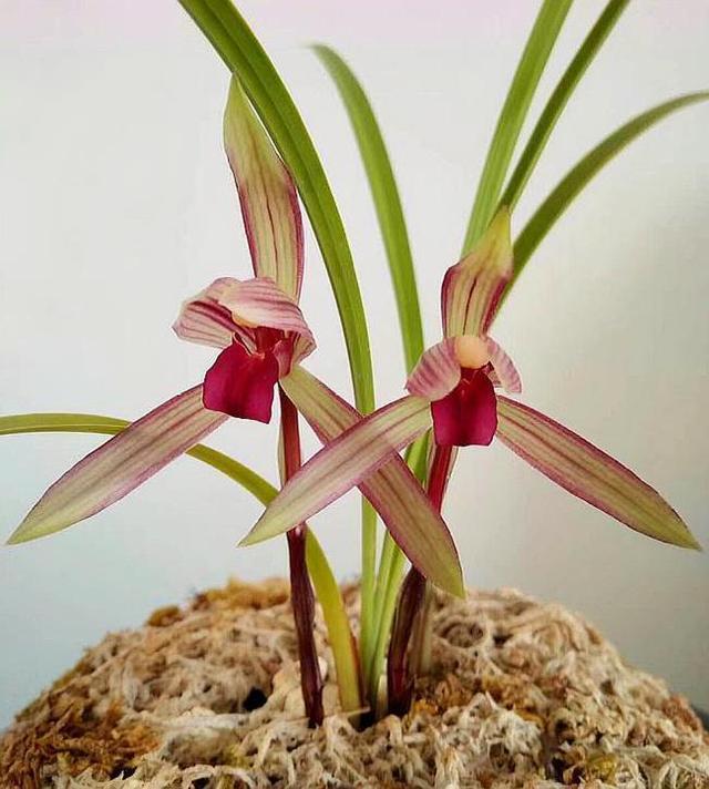 云南极品红素——滇红素,花色水红,兰香怡人,被誉为春兰之王