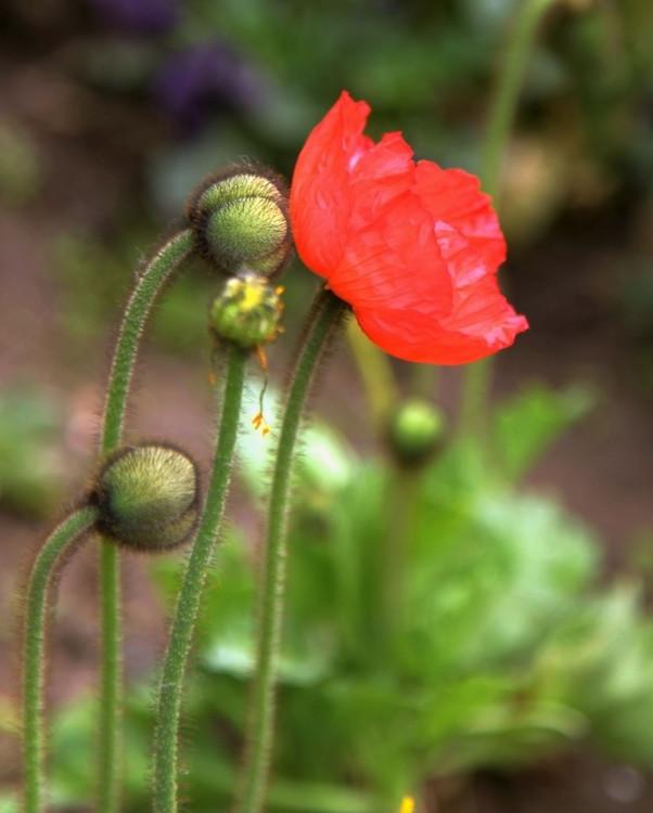 冰岛罂粟颜色艳丽,品种繁多,耐寒,多用于园艺栽培,还能盆栽