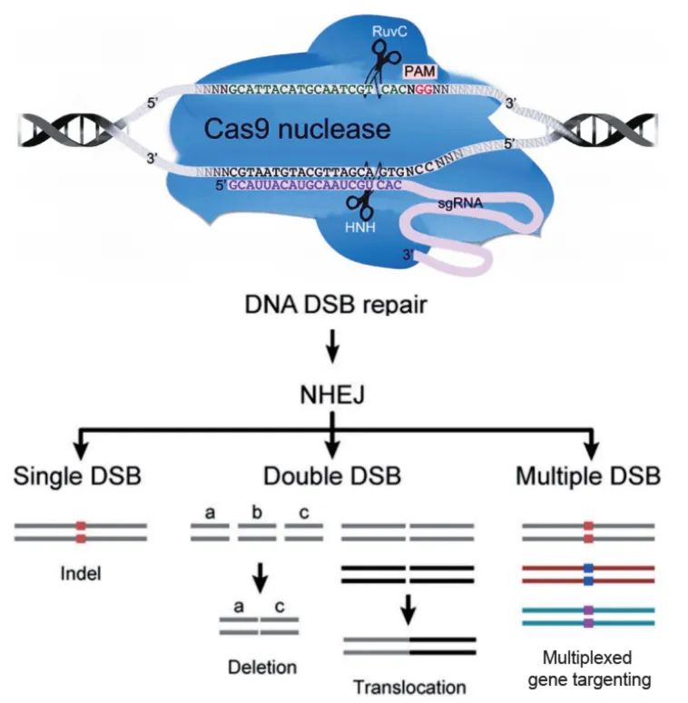 crispr/cas9基因敲除技术