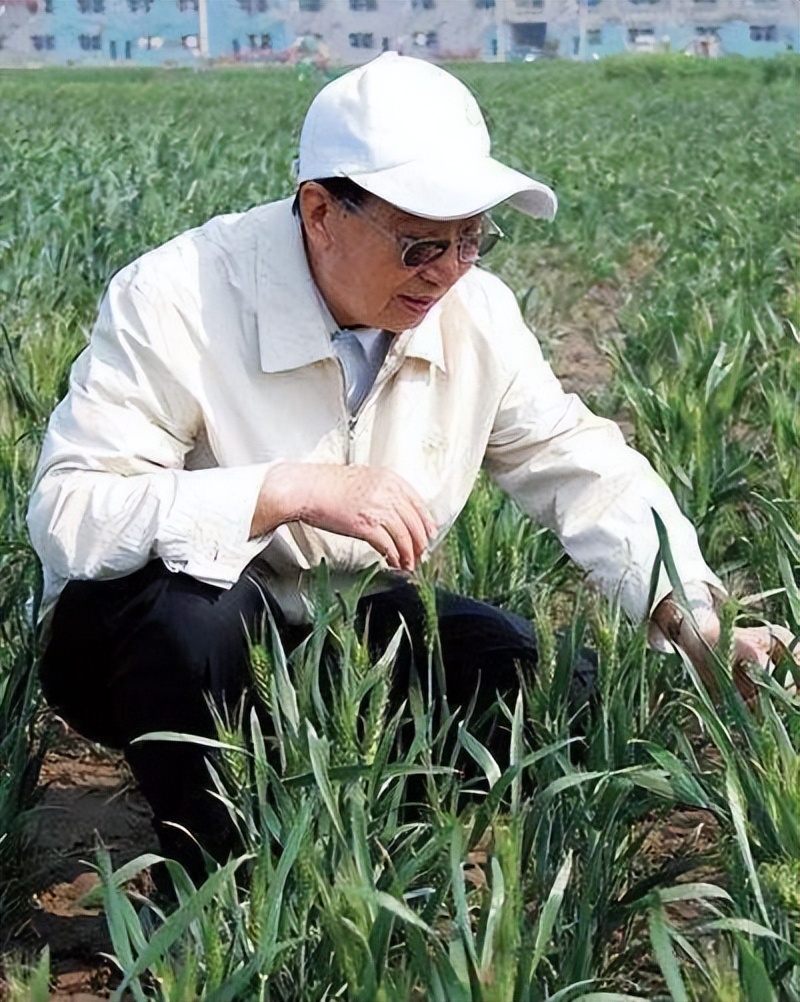 杂交小麦之父李振声:曾让小麦产量超越水稻,90多岁却鲜有人知