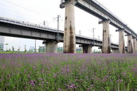 佛山这个660亩高铁公园很特别