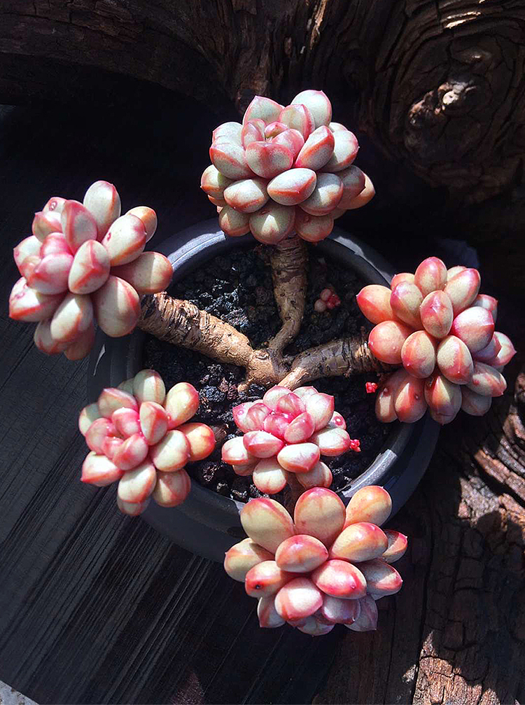 多肉葡萄养护全攻略:让你的植物健康又美丽