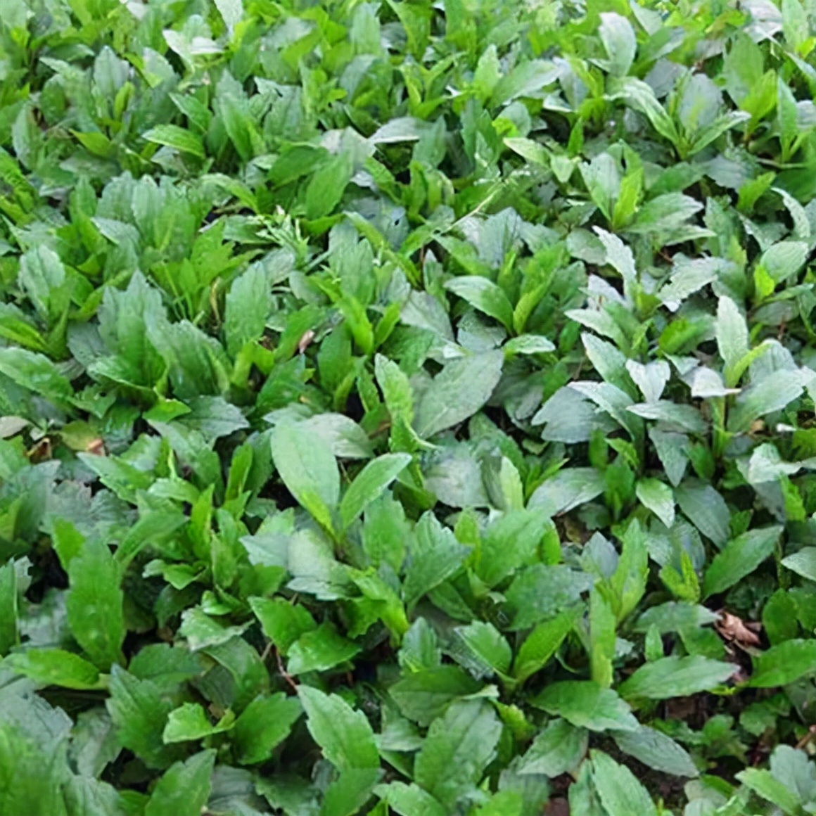 农村一种野草,人称"马兰头",是一种美味的佳肴,你见过吗?