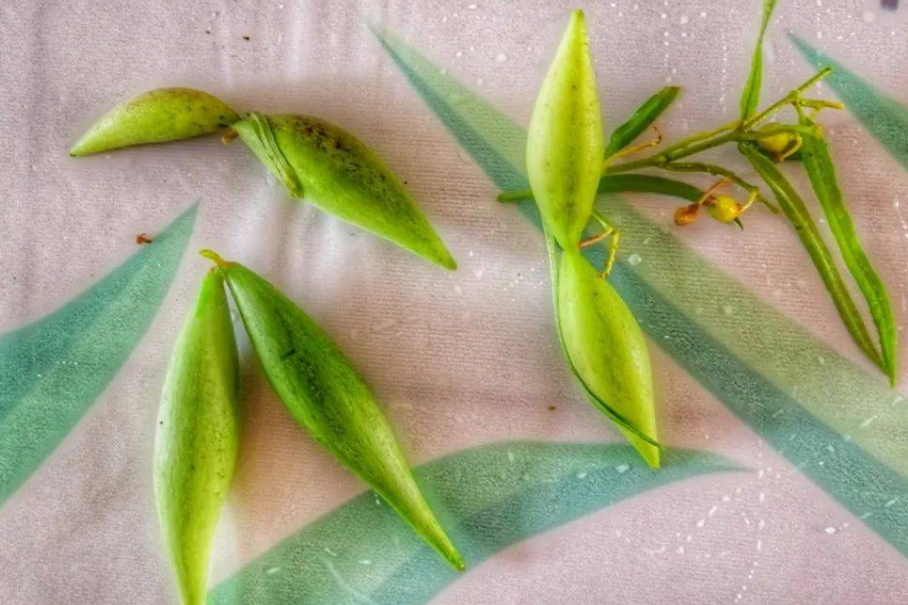 地梢瓜,又称羊奶瓜,有3大功效,农民朋友请及时了解!