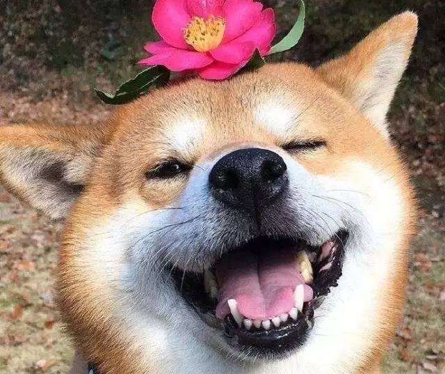 沙雕问题:女生在接吻的时候身体会有什么反应?