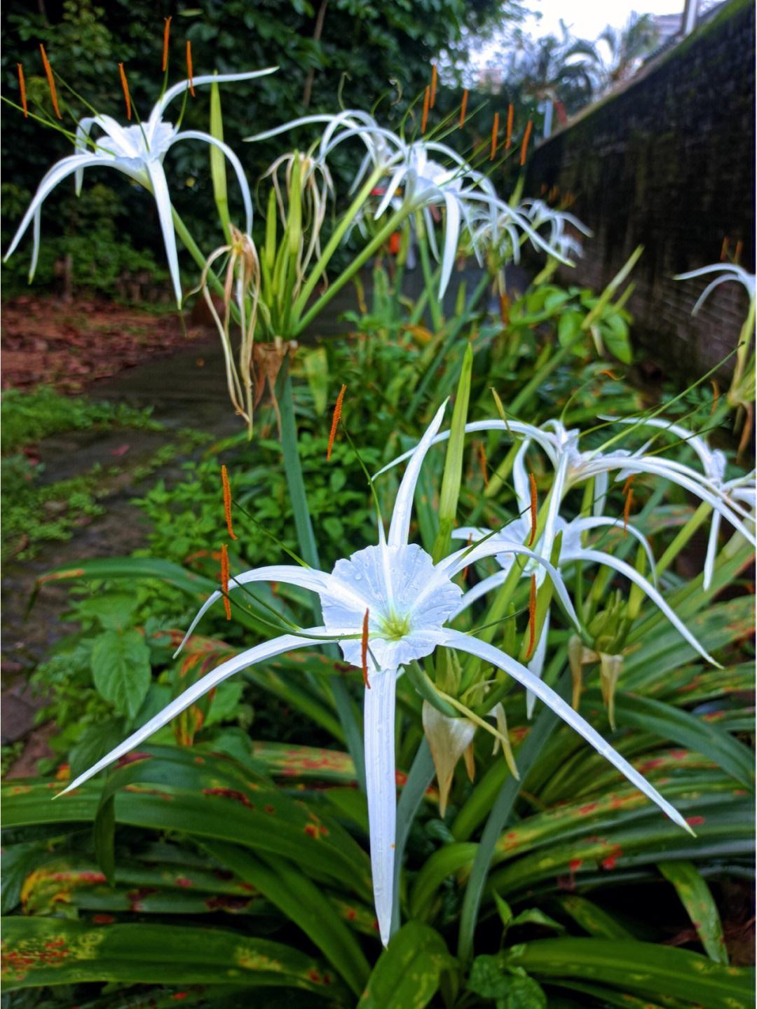 9种"阴性花",客厅一放"长势极旺",净化空气又可以造氧!