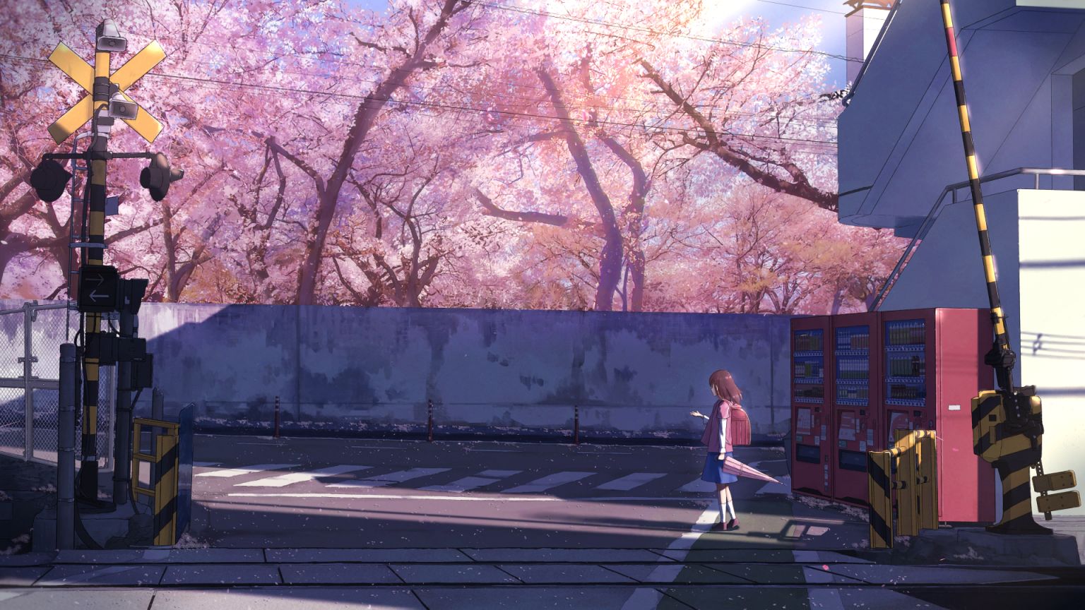 樱花树二次元壁纸图片