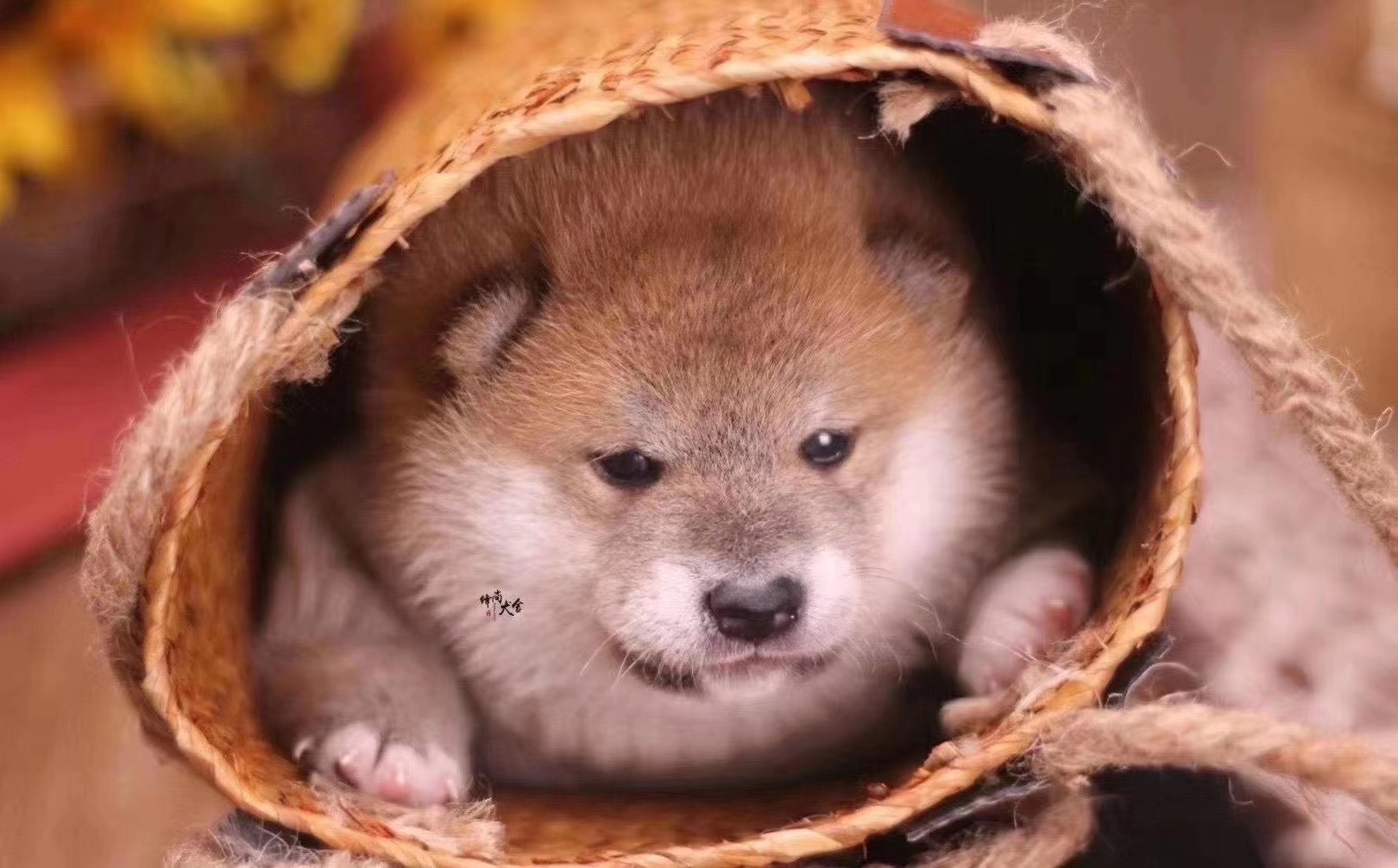 家养柴犬,买赛级犬还是宠物犬?