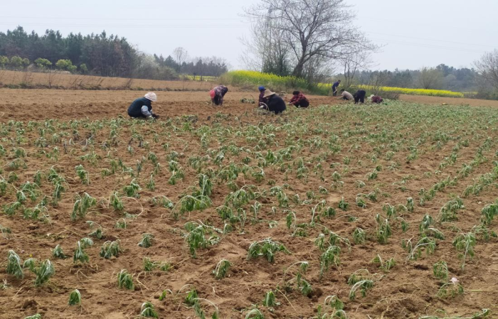 怀宁雷埠 艾草种植拓宽乡村致富路