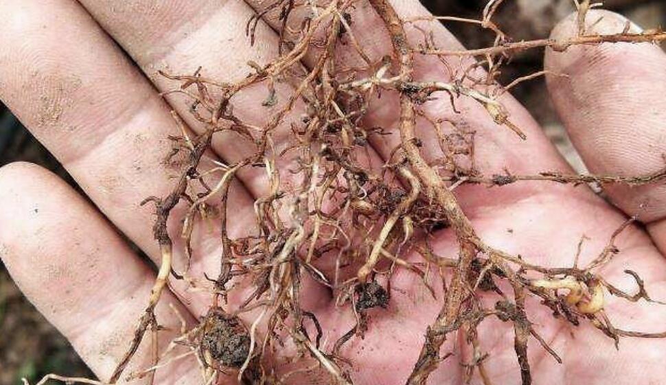 "焖棚"消灭病菌和线虫,伪技术,原因:高温只传入土壤7厘米深