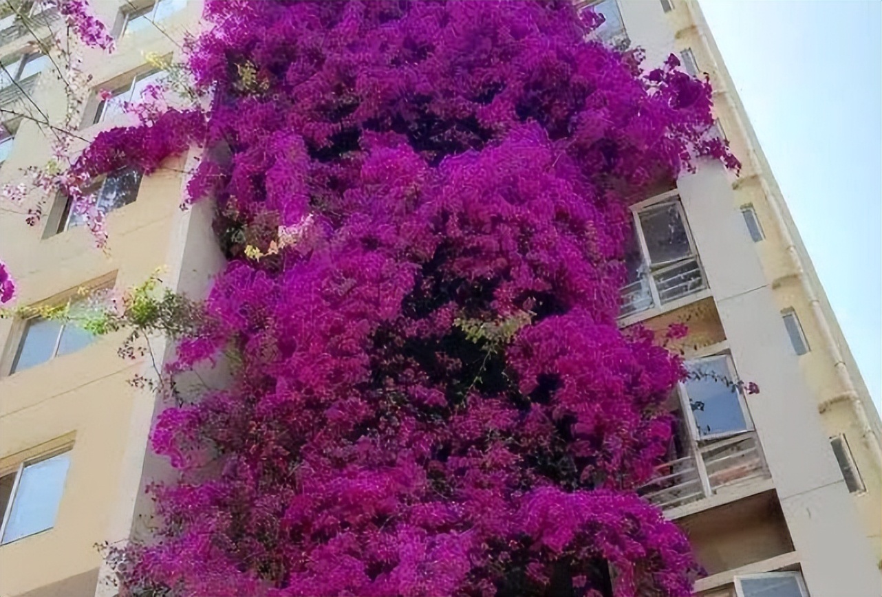 三角梅变身"红紫色蟒蛇",攀上7层楼,身高几十米,开成花瀑布
