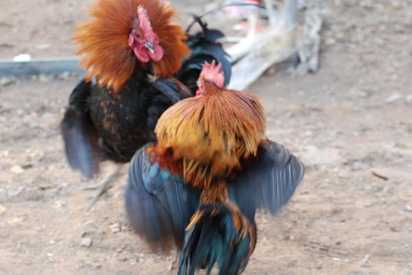 中国四大斗鸡有哪些?