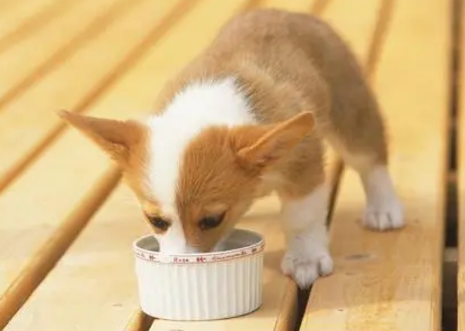 你中招了嗎?新手飼養小狗|常犯的錯誤!