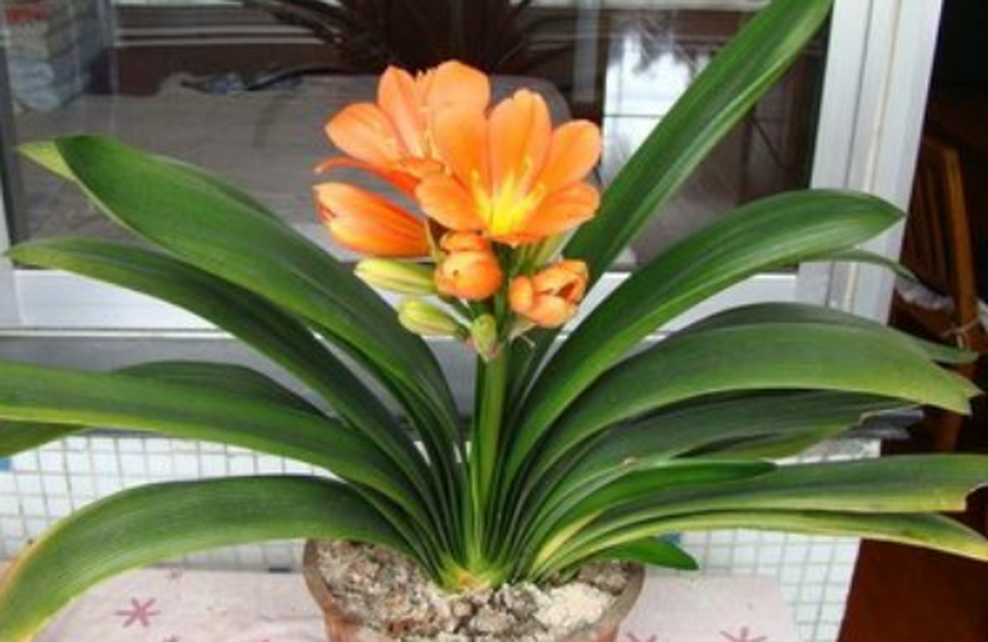 长寿花:属于短日照植物,每天需要6到8小时的光照,并及时修剪残花和