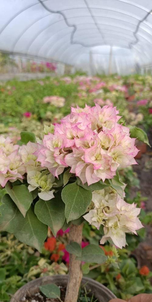 阳台养三角梅,就选"怡锦",花朵重瓣,丰花勤花,漂亮又好养