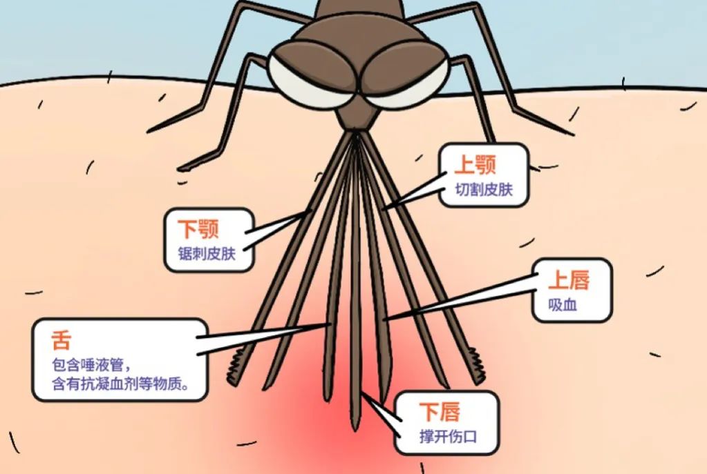 蚊子图片 结构图图片