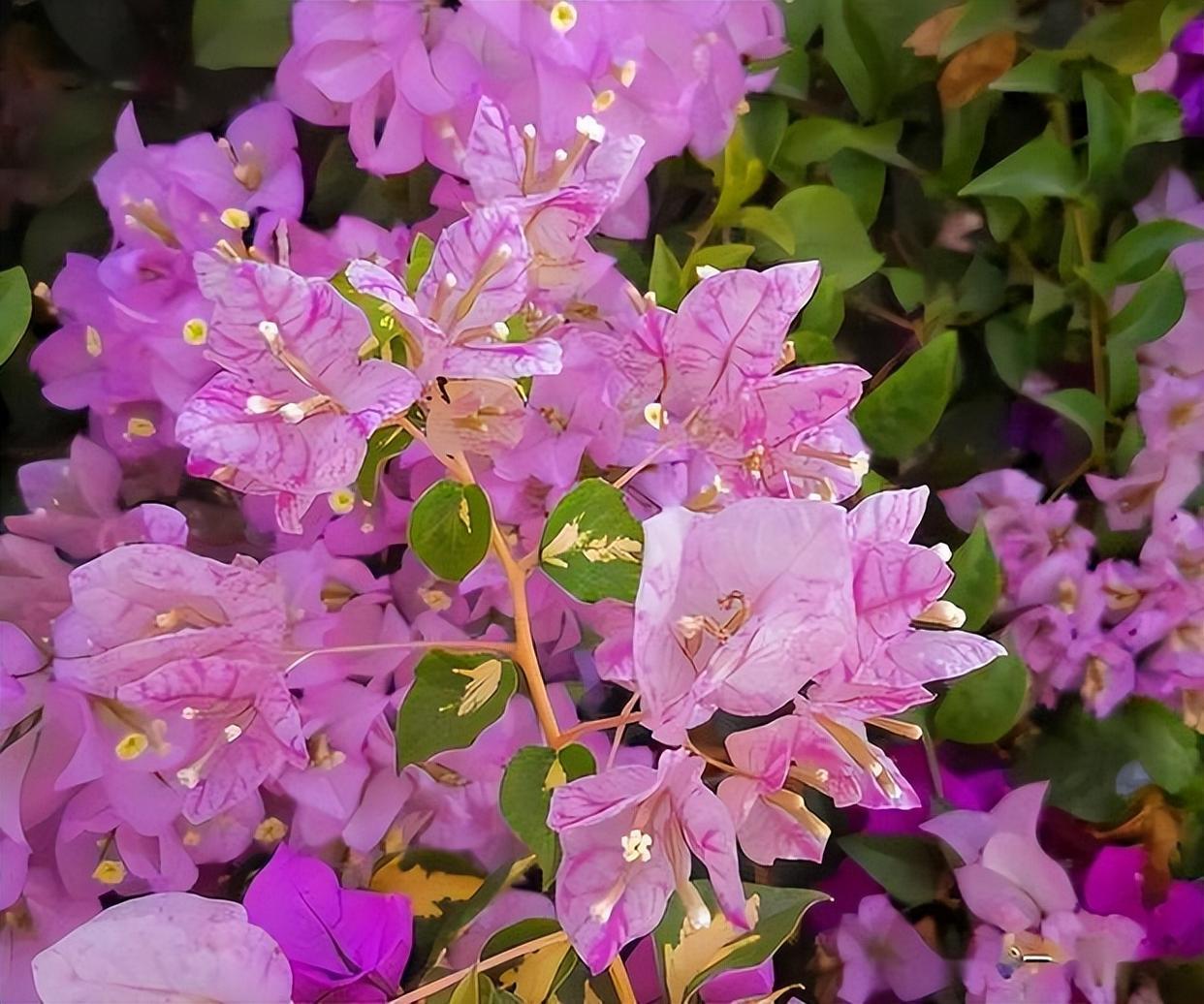 精品花卉——金心双色三角梅