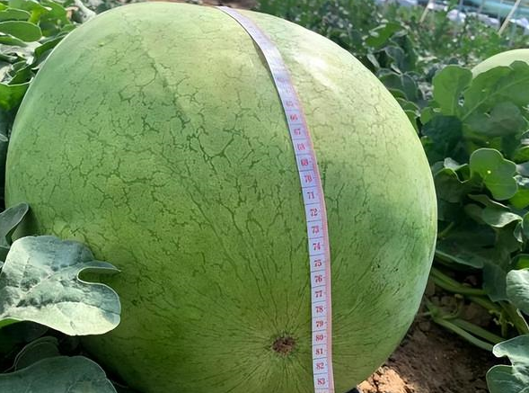 含糖量超13%,黑水瓜农种"太空西瓜",重达100斤一个售价1680元